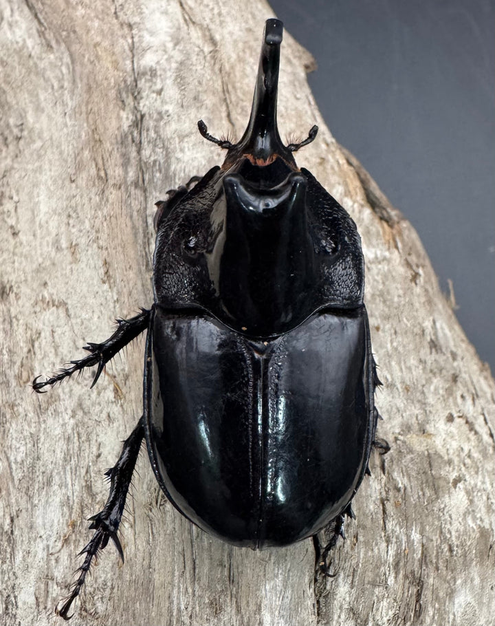 【WD】《オオツノメンガタカブト 南カリマンタン産 58mm ♂単》