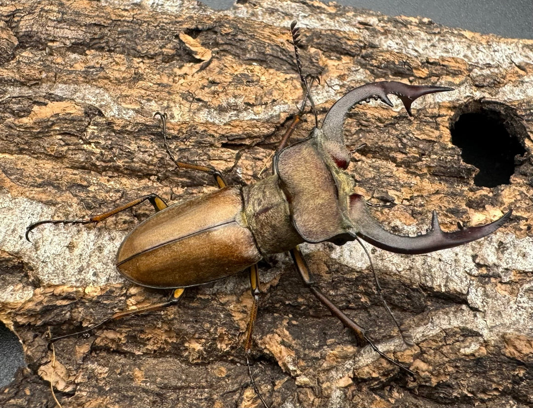 【WD】《フォルモサスミヤマクワガタ 52mm ペア》