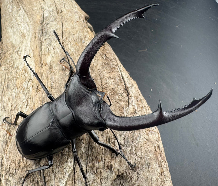 【WD】《マンディブラリスフタマタ 95mm A ’品ペア》