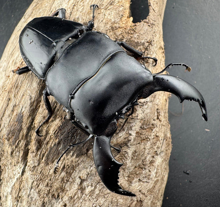 【WD】《スマトラオオヒラタ ベンクール産 77mm ペア》