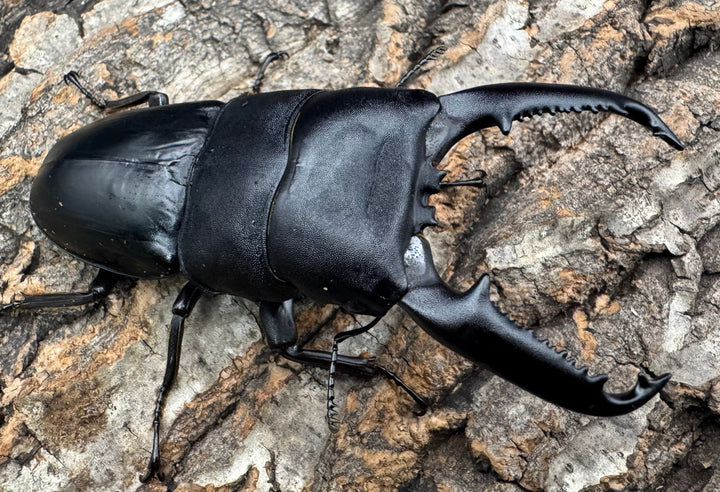 《パラワンオオヒラタクワガタ 91mm ペア》