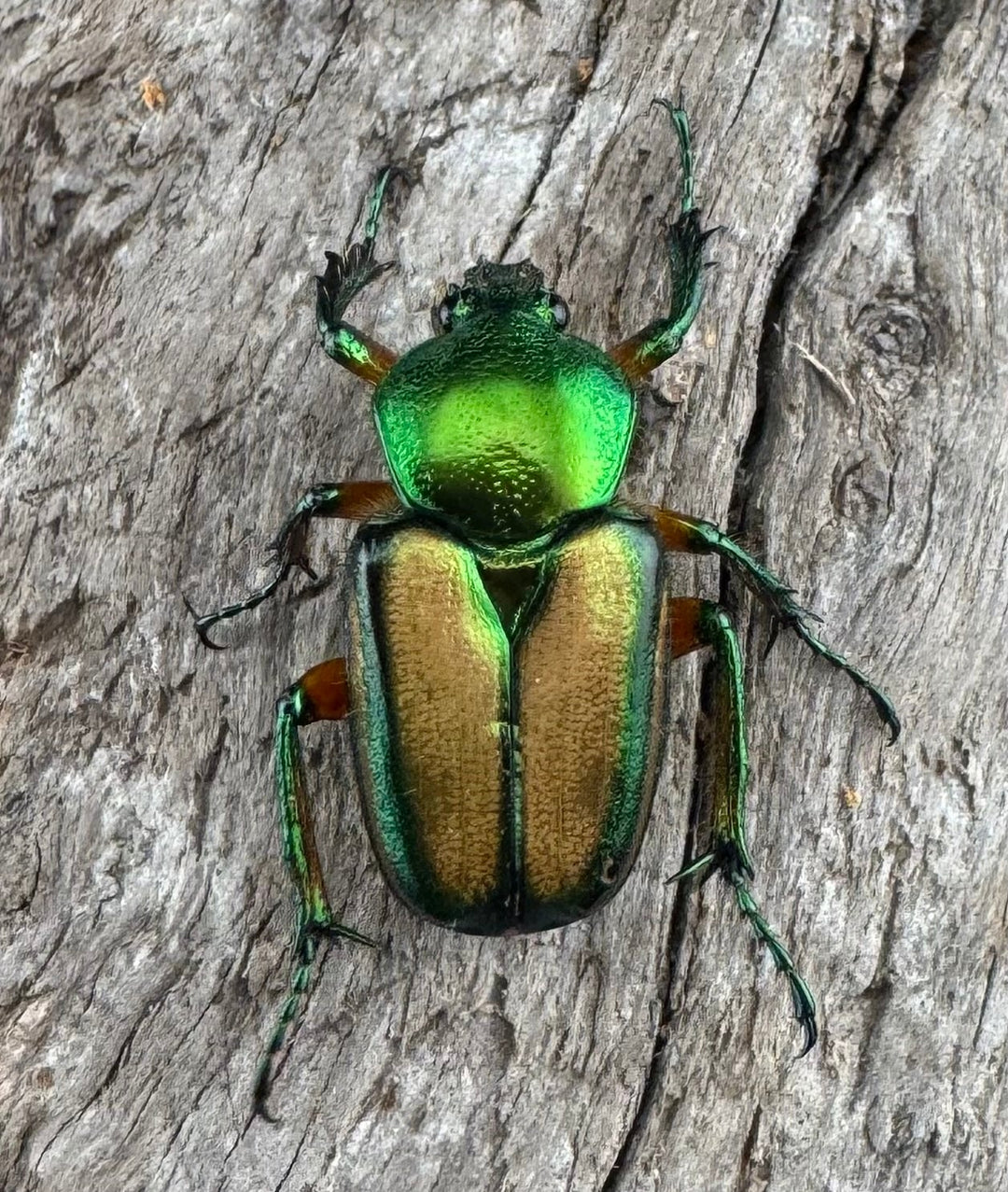 【WD】《セブヒメカブトハナムグリ亜種kachikun ペア》