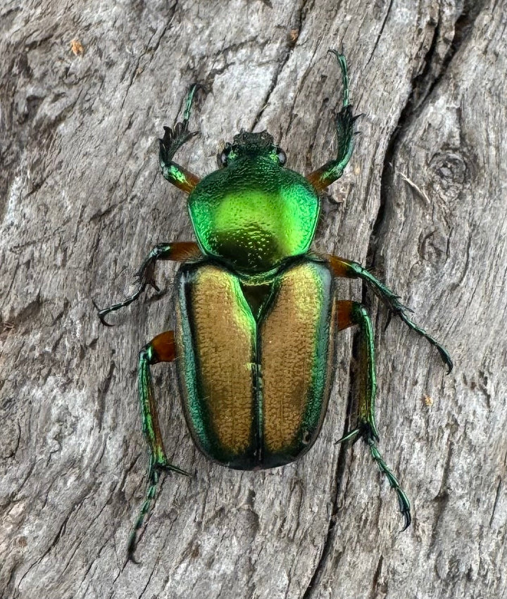 【WD】《セブヒメカブトハナムグリ亜種kachikun ペア》