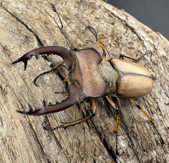 【WD】《デラバイミヤマクワガタ 43.5mm ペア》