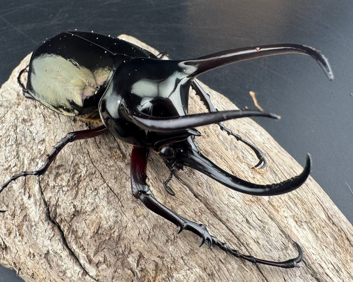 【WD】《アトラスオオカブト原名亜種 パロロ パル産 86mm ペア》