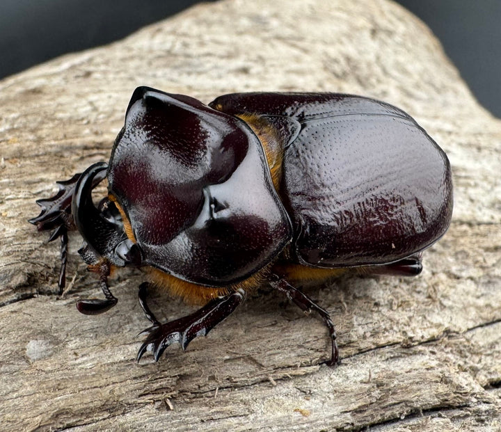 【WD】《クリイロムナコブサイカブト 33mm ペア》