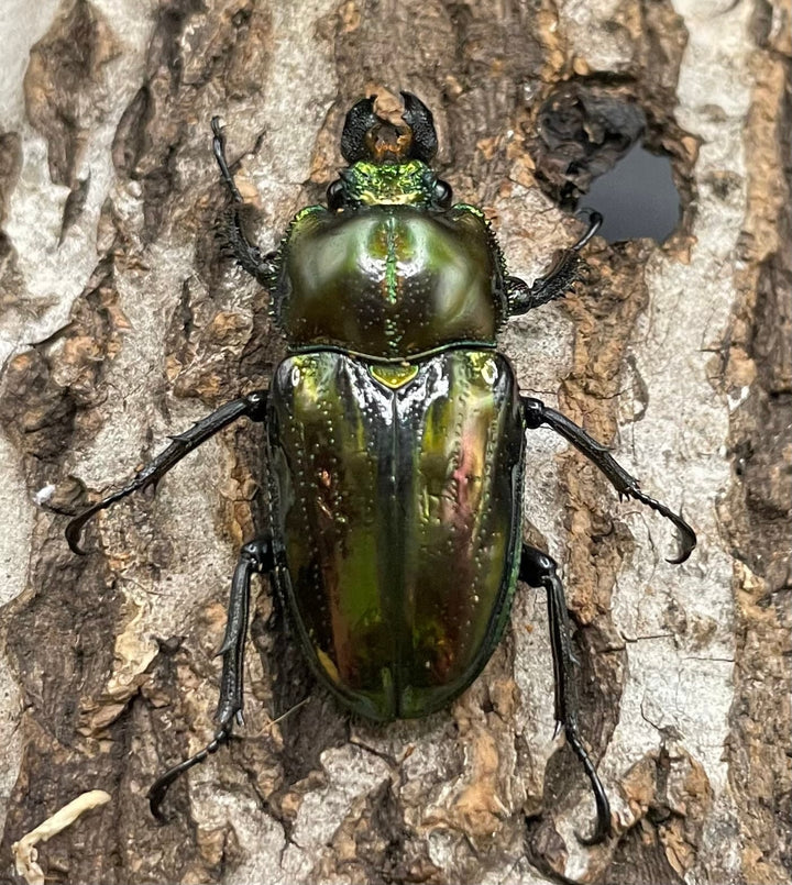 《ニジイロクワガタ Free ♂♀♀トリオ》