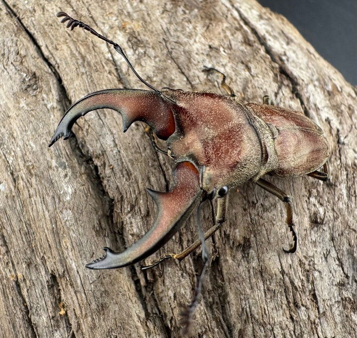 【WD】《スズムラホソアカ ロハス産 39.5mm A’品ペア》