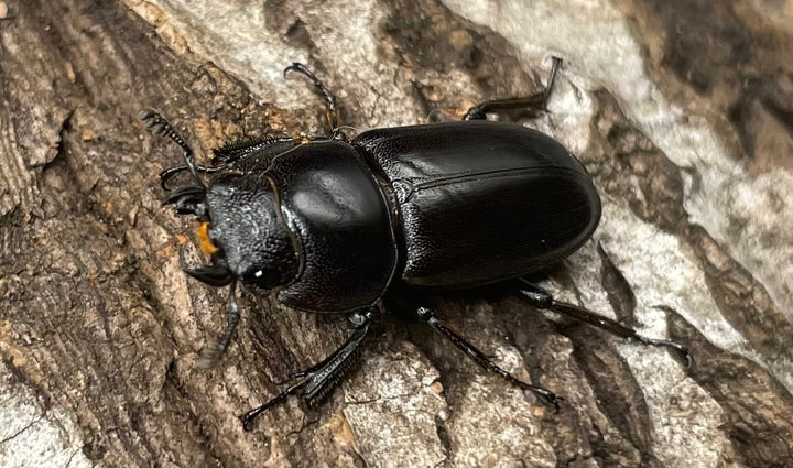 【WD】《グラキリスノコギリヒラタクワガタ 34.5mm ペア》