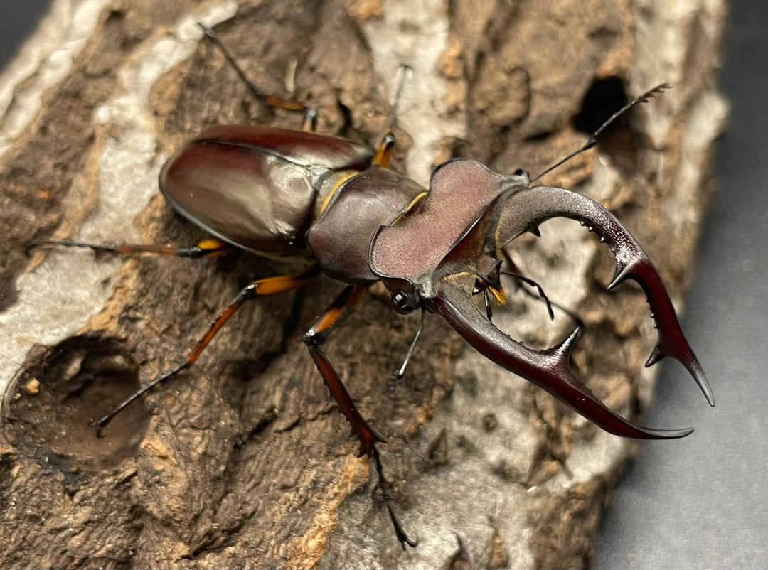 【WD】2018新種記載《ジュシャンミヤマ 60mm ペア A’品》