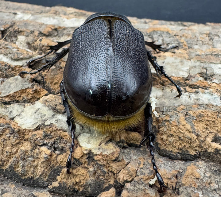 《ネプチューンオオカブト 118mm A'品ペア》