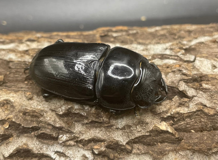 《ホペイオオクワガタ OMG血統 74mm ペア》