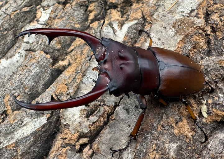 【WD】《アスタコイデスノコギリ ベンクール産 65mm ペア》