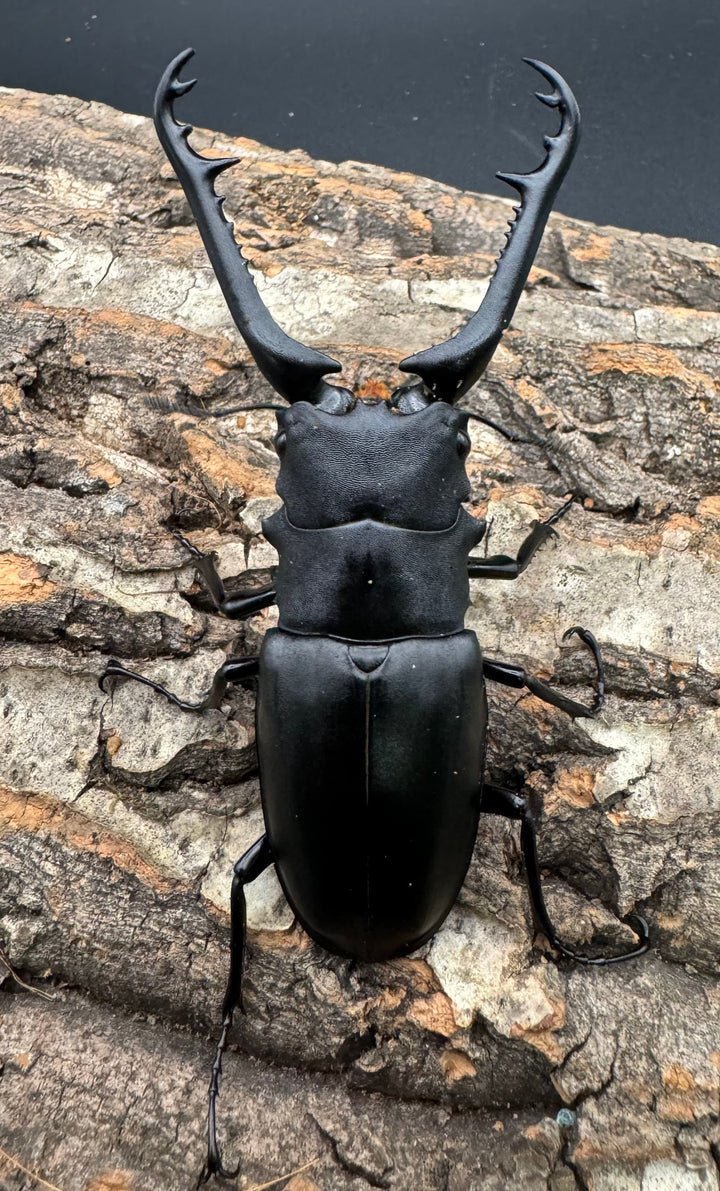 【WD】《ギラファノコギリ亜種ケイスケ 89mm ペア》