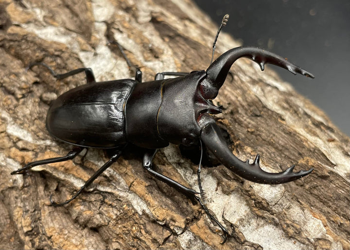 【WD】《アマミノコギリ 64mm ペア》