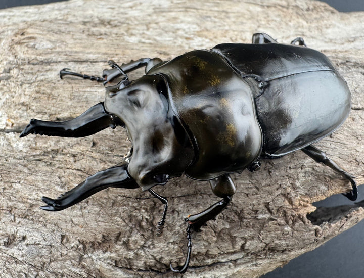 【F0】《ローゼンベルグオウゴンオニクワガタ 75mm ペア》