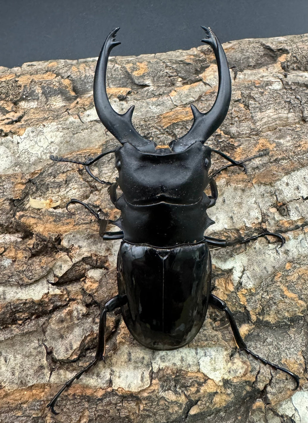 【WD】《インターメディアツヤクワガタ 90mm ペア》