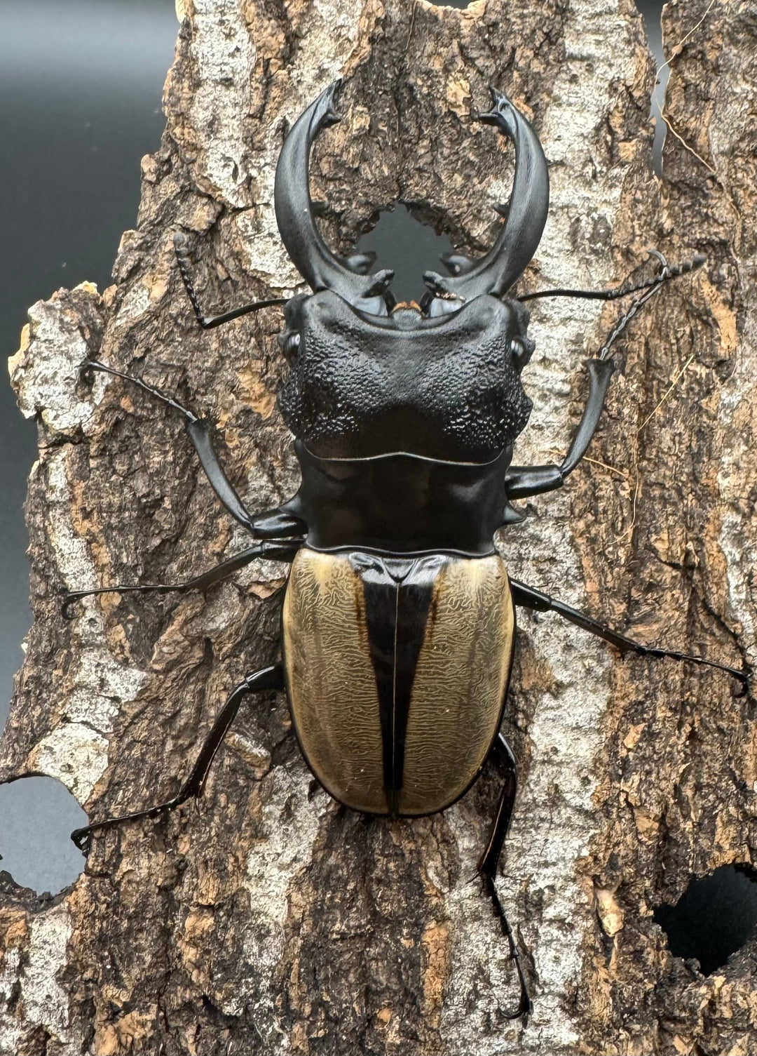 【WD】《ルデキンツヤクワガタ 73mm ペア》