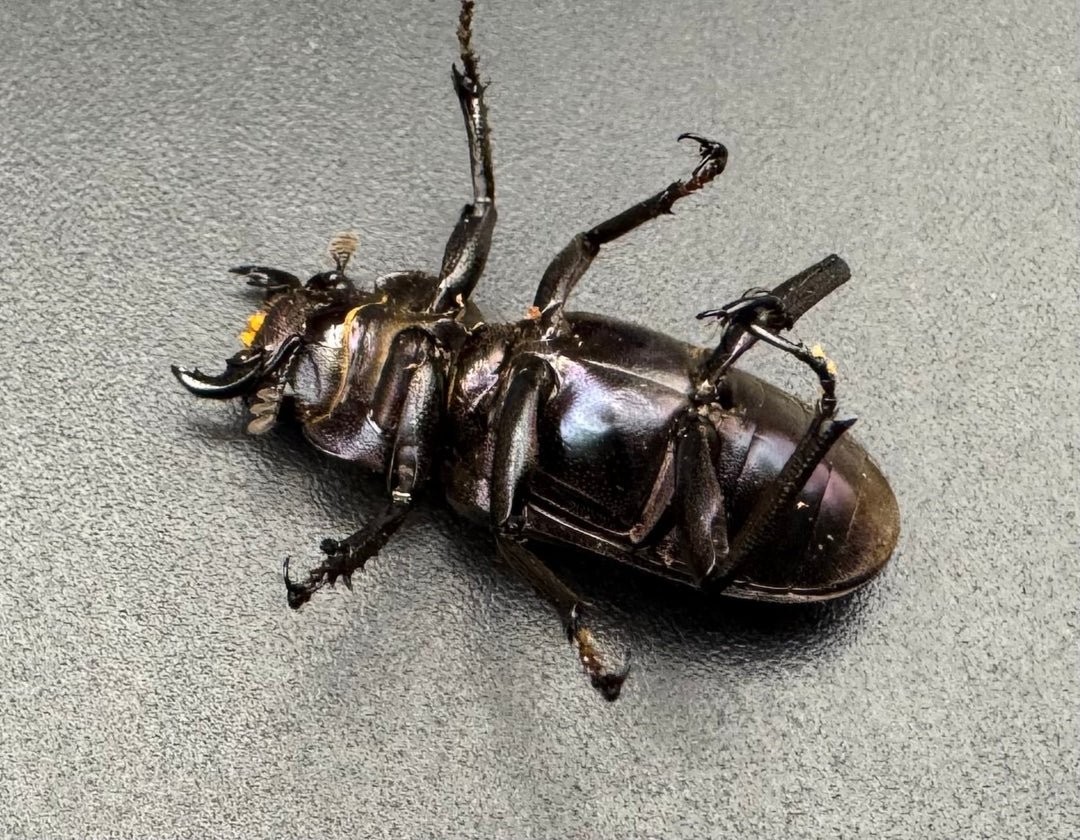 【美麗】《メタリフェルホソアカ 74mm ペア》わたくわ氏ブリード個体