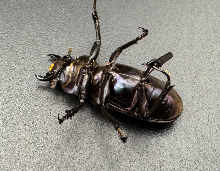 【美麗】《メタリフェルホソアカ 74mm ペア》わたくわ氏ブリード個体