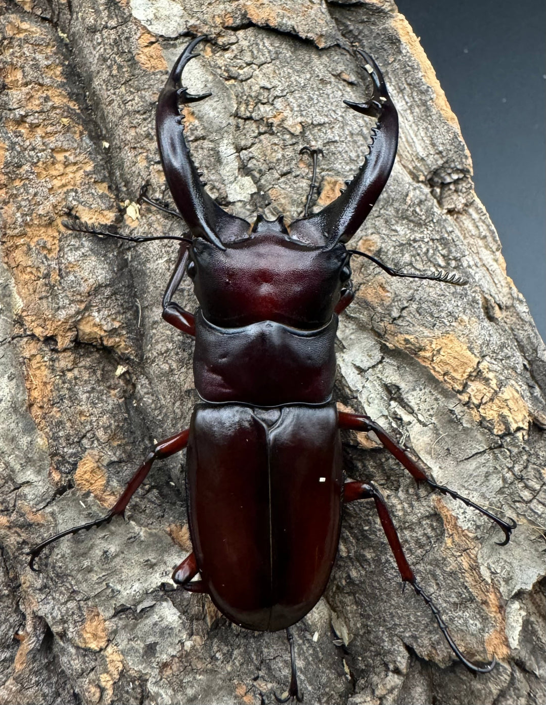 《フォルスターフタマタ亜種ニシ 77mm ペア》Moro氏ブリード個体