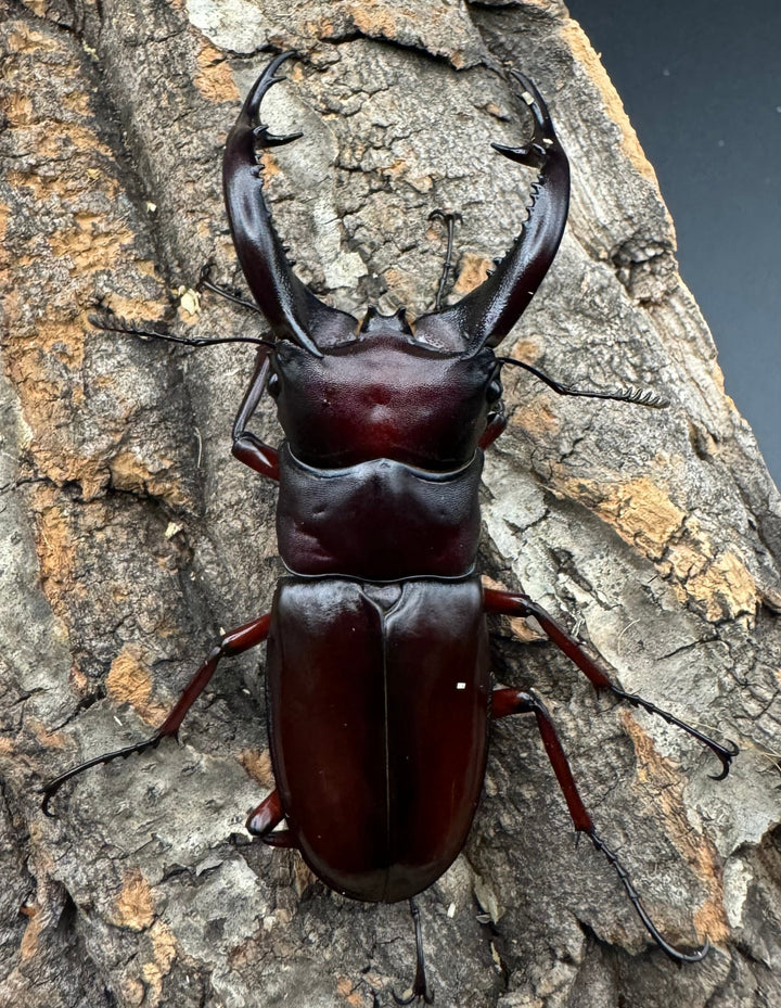 《フォルスターフタマタ亜種ニシ 77mm ペア》Moro氏ブリード個体