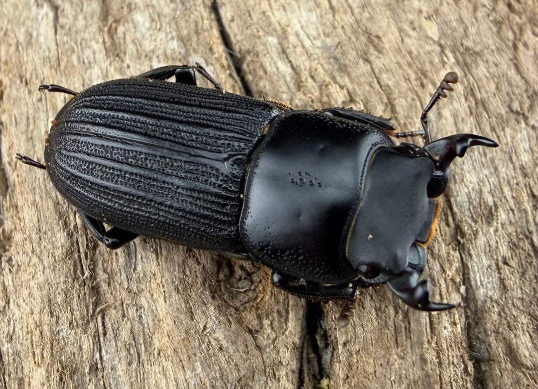 【WF2】《ドルクスミント 23.5mm ペア》