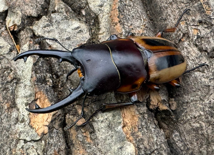 【WD】《ラテラリスノコギリ亜種マイリーン カタンドゥアネス産 46.5mm ペア》