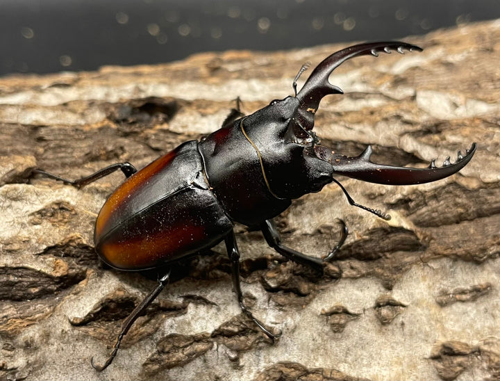 《レニノコギリ 紋あり 56mm ペア》①