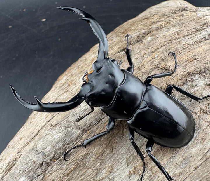 【WD】《ウエストウッディ亜種カズミアエ 雲南省産 64mm ペア》