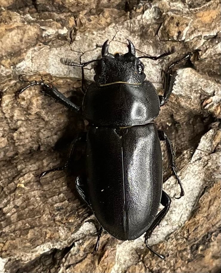 【WD】《オーエンノコギリクワガタ中国亜種melli 33.5mm ペア》