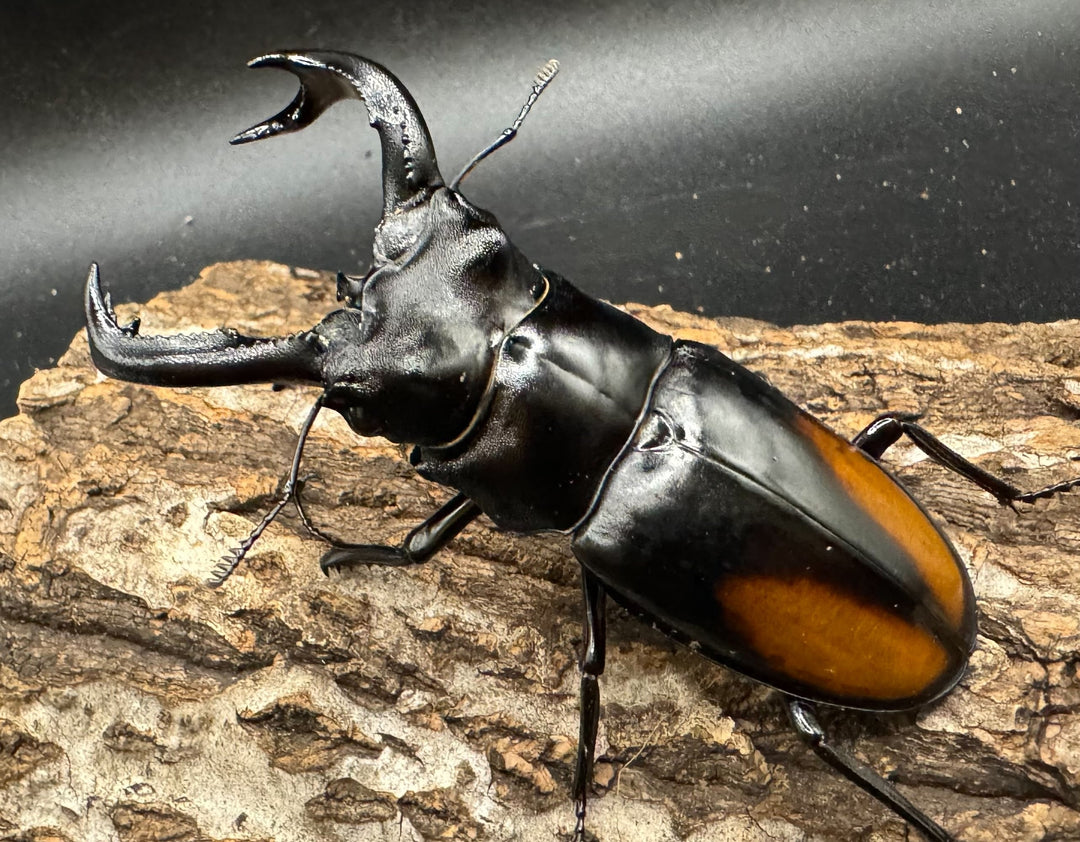 【WD】《セアカフタマタ（パリーフタマタ） 83mm ペア》