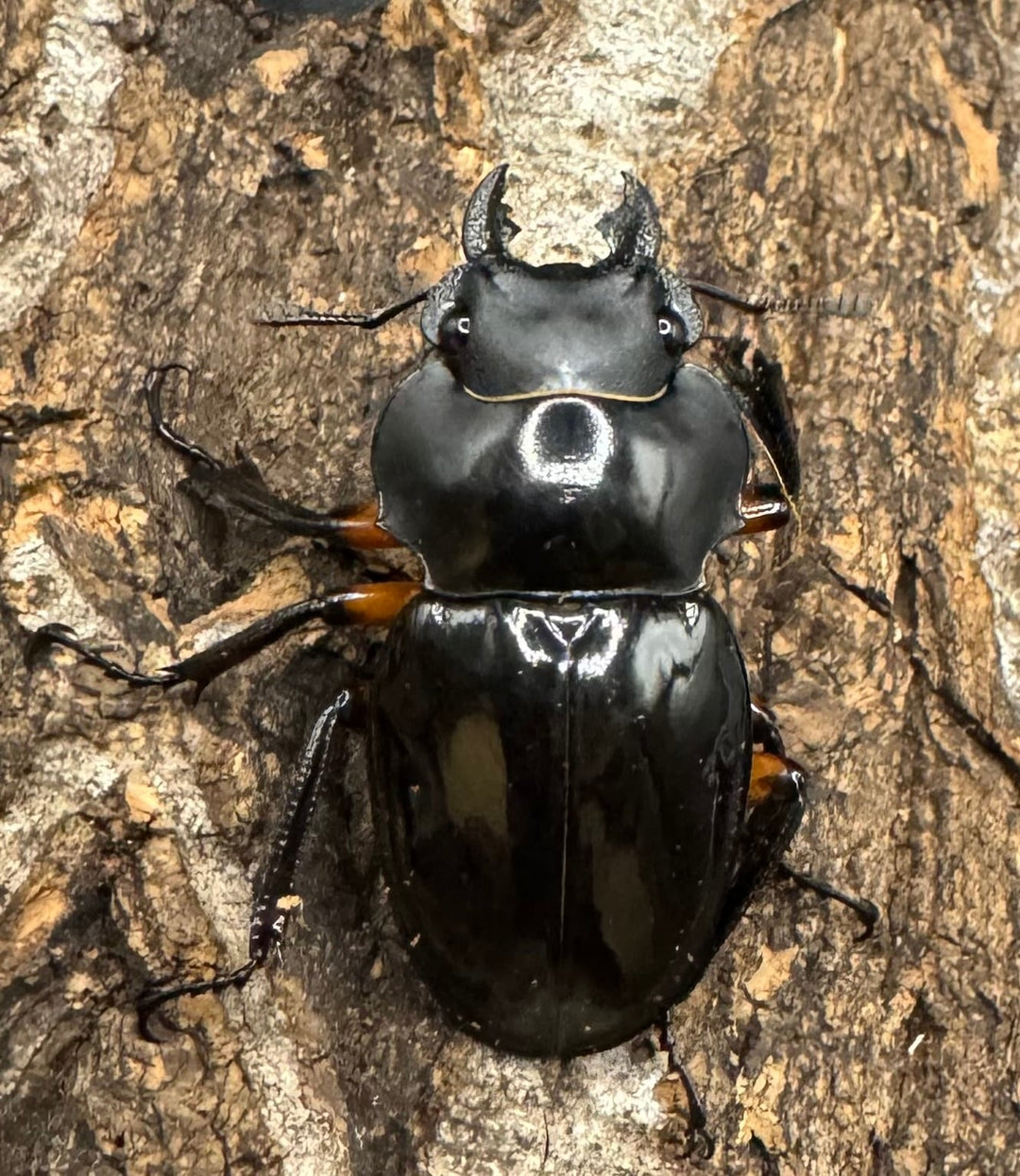 【WD】《インペリアリスツヤ亜種komorii 60mm ペア》