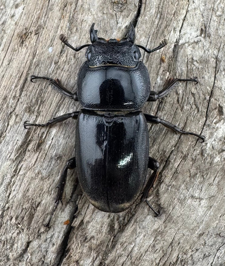 【WD】《西ペレンヒラタ（スラウェシオオヒラタ） 88mm ペア》