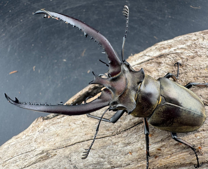 【WD】《プラネットミヤマクワガタ 80.5mm ペア》