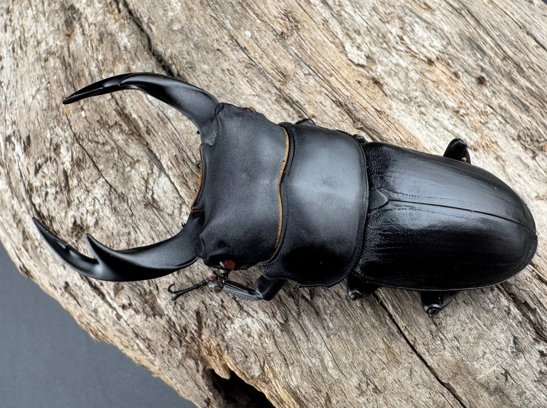 【赤目】《オオクワガタ レッドアイ 能勢産 57mm ペア》