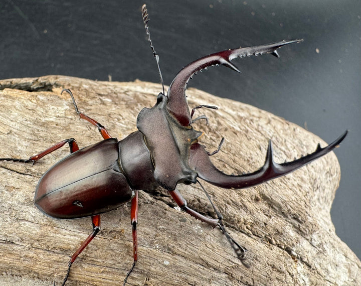 【WD】貴重産地《ブリヴィオミヤマ 57mm ペア》