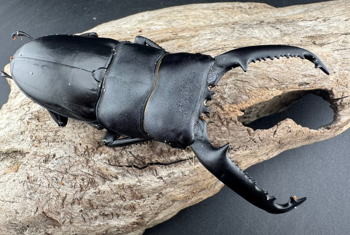 【WD】《パラワンオオヒラタ 95mm ペア》