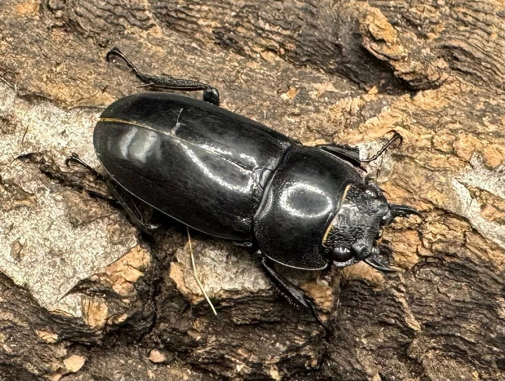 【WD】《ルマウィノコギリ  43mm A'品ペア》