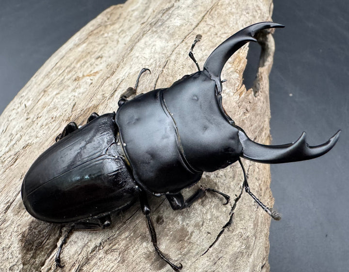 【WD】《パリーオオクワ パロロ パル産 69mm ペア》