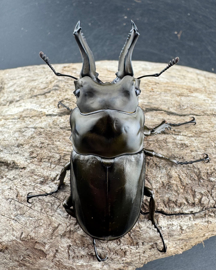 F0】《ローゼンベルグオウゴンオニクワガタ 66mm ペア》