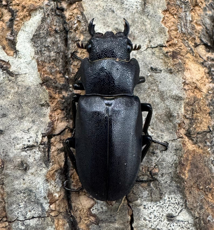 《メタリフェルホソアカ ブラックカラー 81mm ペア》