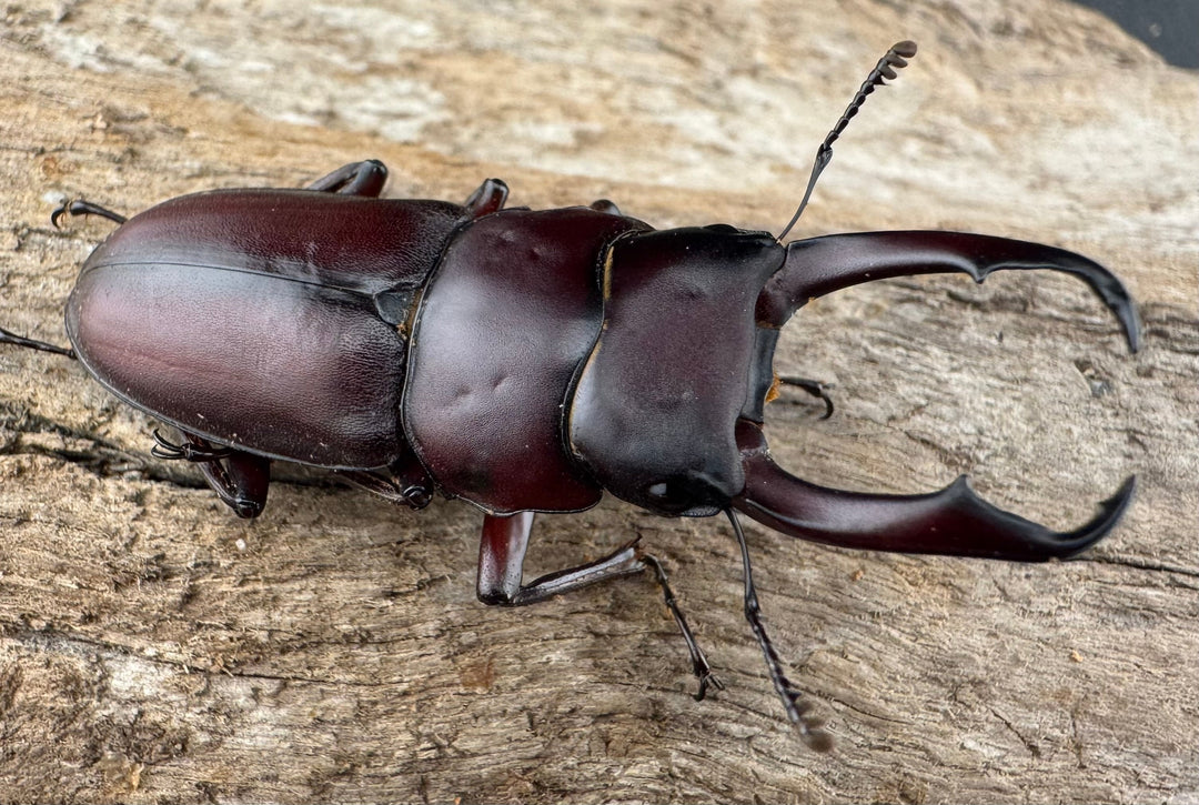 《ミシマコクワガタ 硫黄島産 44.5mm ♂♀♀トリオ》