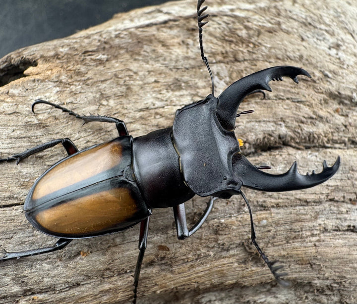 【WD】《パリーミヤマクワガタ 42.5mm ♀赤脚 ペア》