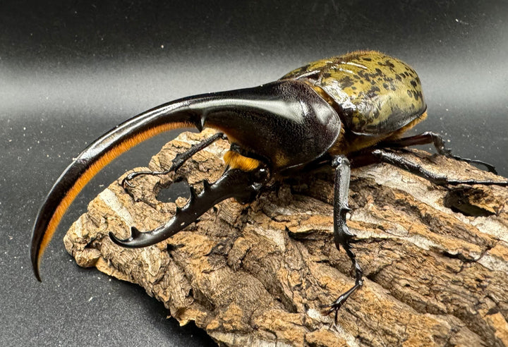 《ヘラクレス・ヘラクレス 125mm ペア》