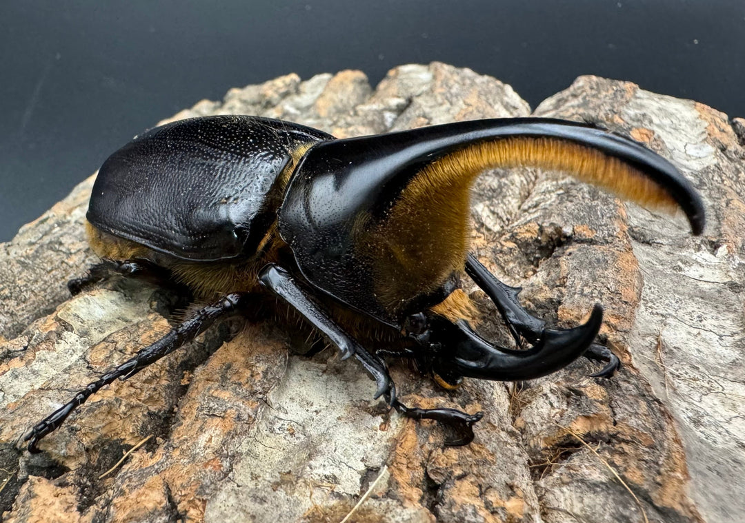 即ブリ《サタンオオカブト 82.5mm ペア》