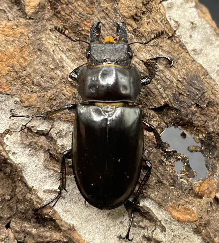 【WD】2018新種記載《ジュシャンミヤマ 58mm ペア》