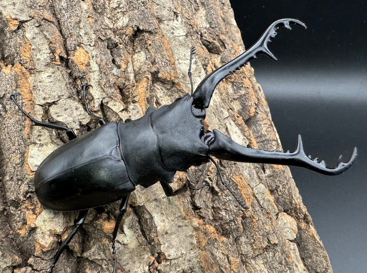 【WD】《ギラファノコギリ亜種ケイスケ 100mm ペア》