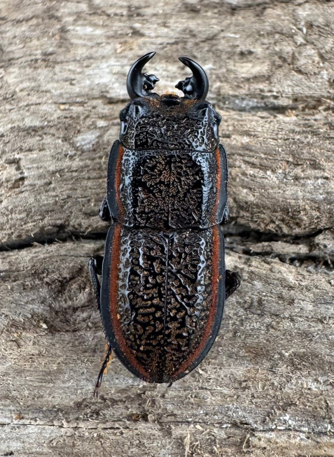 《カエラートゥスサメハダ 18.5mm ペア》