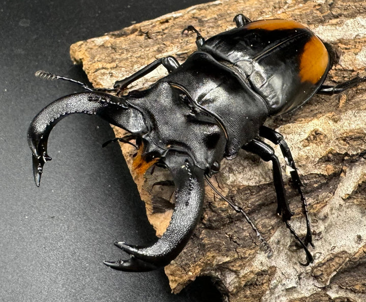 【WD】《セアカフタマタ（パリーフタマタ） 80mm ペア》